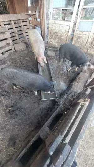 Porci de vanzare - imagine 4