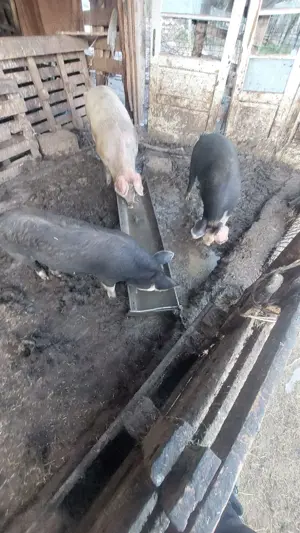 Porci de vanzare - imagine 5