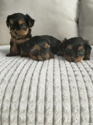 De vânzare yorkshire terrier 