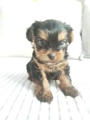 De vânzare yorkshire terrier  - imagine 3