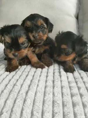 De vânzare yorkshire terrier  - imagine 2