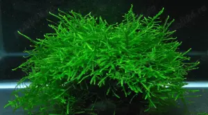 Vand plante de acvariu - Java Moss POT 10 cm