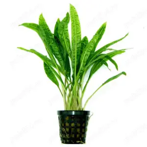 Vand plante de acvariu - Cryptocoryne aponogetifolia