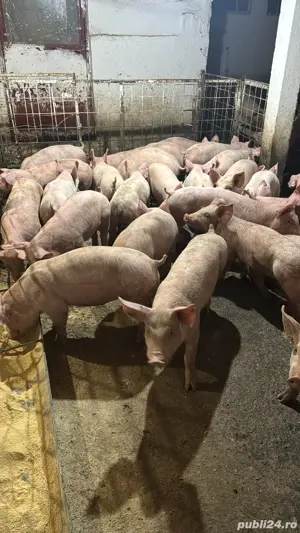 purcei si porci de carne crescuti natural intre 30-300kg primi arvuni pentru craciun!!! - imagine 2