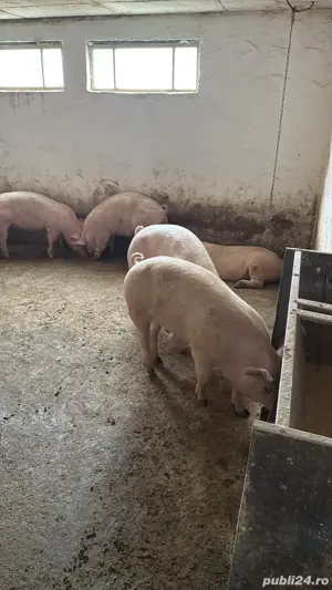 purcei si porci de carne crescuti natural intre 30-300kg primi arvuni pentru craciun!!!