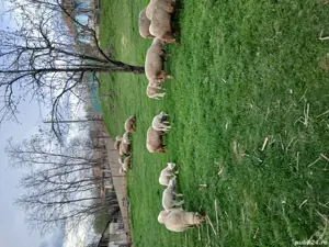 oi de vanzare - imagine 2