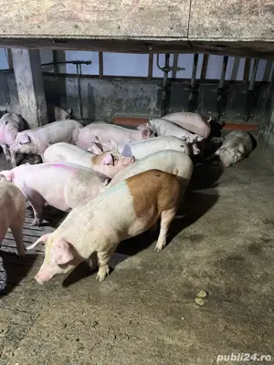Vând porci de carne crescuți natural, calitate premium! 12LEI 100-250 kg - imagine 3