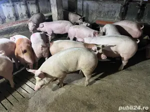 Vând porci de carne crescuți natural, calitate premium! 12LEI 100-250 kg - imagine 2
