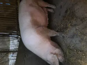 Vand porc  300-330 kg