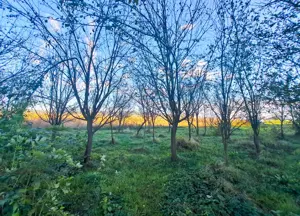 Teren extravilan arabil 7.526 mp (poate fi trecut in intravilan) in Satul Bacia din Comuna Bacia, HD - imagine 4