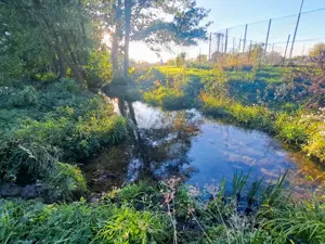 Teren extravilan arabil 7.526 mp (poate fi trecut in intravilan) in Satul Bacia din Comuna Bacia, HD - imagine 6