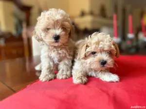 Maltipoo deosebit  - imagine 3