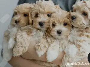 Maltipoo deosebiti - imagine 2