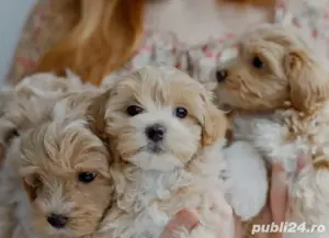 Maltipoo deosebit  - imagine 2