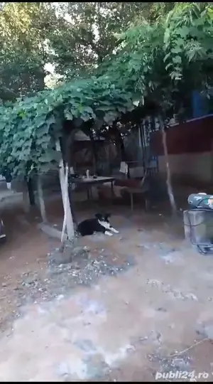 Casa batraneasca si teren de vanzare in  Puricani - imagine 7