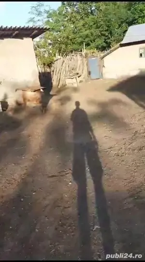 Casa batraneasca si teren de vanzare in  Puricani - imagine 8