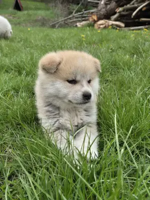 Akita inu japonez 
