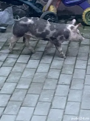 porci toate marimile PIETREAN BELGIAN - imagine 2 porci toate marimile PIETREAN BELGIAN - imagine 2