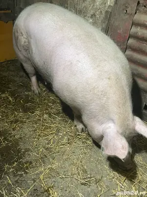 porci toate marimile PIETREAN BELGIAN - imagine 4 porci toate marimile PIETREAN BELGIAN - imagine 4