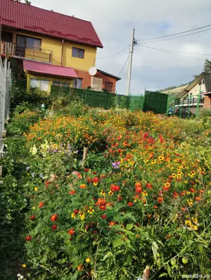 Casă Cabana Parâng, zona Hotel Rusu - imagine 7 Casă Cabana Parâng, zona Hotel Rusu - imagine 7