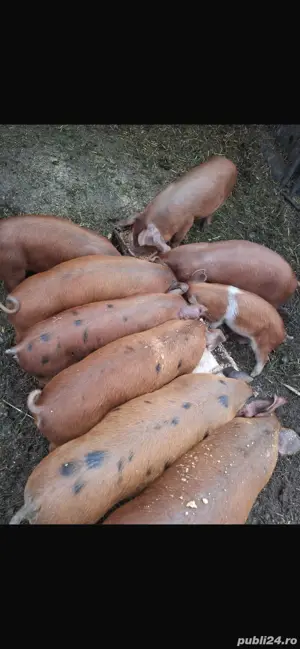 purceii de 7 saptamani - imagine 2 purceii de 7 saptamani - imagine 2