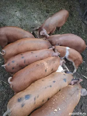 purceii de 7 saptamani - imagine 3 purceii de 7 saptamani - imagine 3