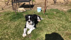 Casă de vânzare Casa Tineretului Craiova - imagine 5