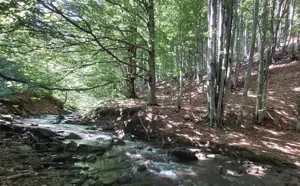 Vanzare 1266 mp teren superb Cheile Rasnoavei la munte langa padure si pensiuni - imagine 17