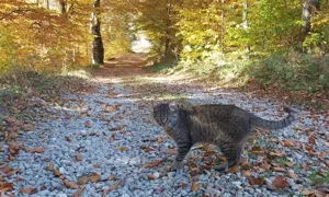 Vanzare 1266 mp teren superb Cheile Rasnoavei la munte langa padure si pensiuni - imagine 18