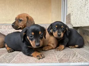 vand catei Teckel - imagine 4