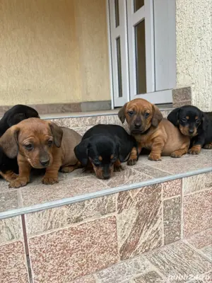 vand catei Teckel - imagine 5