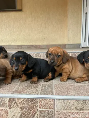 vand catei Teckel - imagine 2