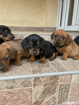 vand catei Teckel - imagine 3