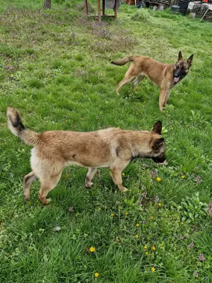 Catele Ciobanesc belgian malinionis