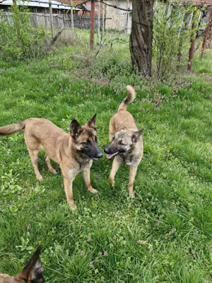 Catele  ciobanesc belgian malinois - imagine 3