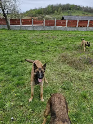 Catele  ciobanesc belgian malinois - imagine 2