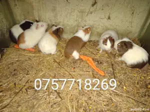 Porcusori de Guineea 