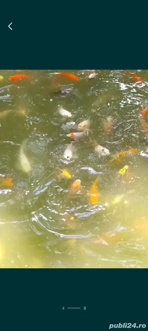 Crapi koi , carasi comete si shubunkin. - imagine 2