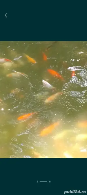 Crapi koi , carasi comete si shubunkin. - imagine 4