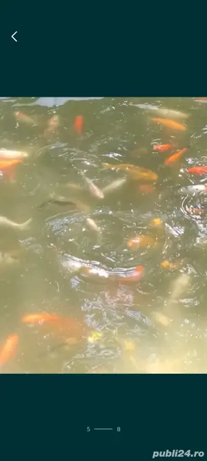 Crapi koi , carasi comete si shubunkin. - imagine 3