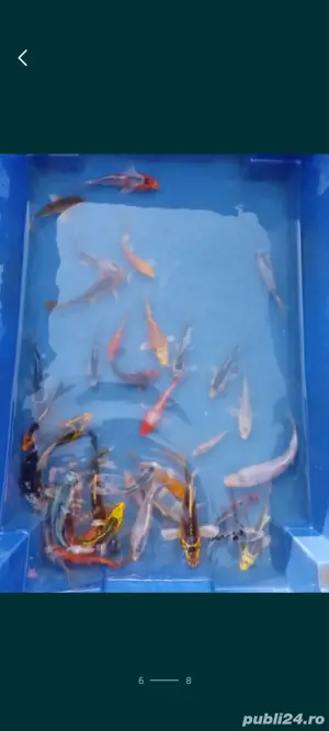 Crapi koi , carasi comete si shubunkin. - imagine 5