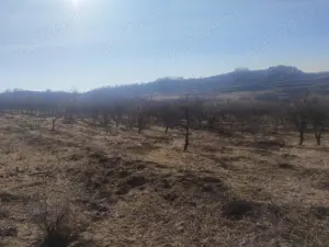 Livadă de vânzare 110 ha - imagine 2