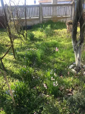 Casa batraneasca teren de vanzare Plataresti 20 km de Bucuresti - imagine 5