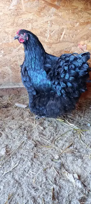 vand gaini orpington  - imagine 5