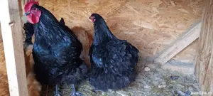 vand gaini orpington  - imagine 4