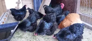 vand gaini orpington  - imagine 2