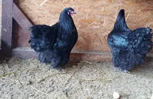 vand gaini orpington  - imagine 3