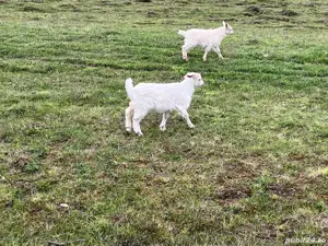 Branza, lapte, ieduți, capre si tap - imagine 3