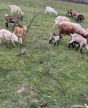 Branza, lapte, ieduți, capre si tap - imagine 4
