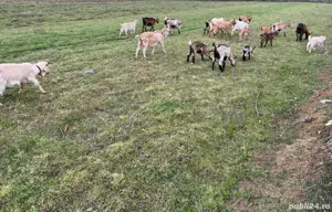 Branza, lapte, ieduți, capre si tap - imagine 5